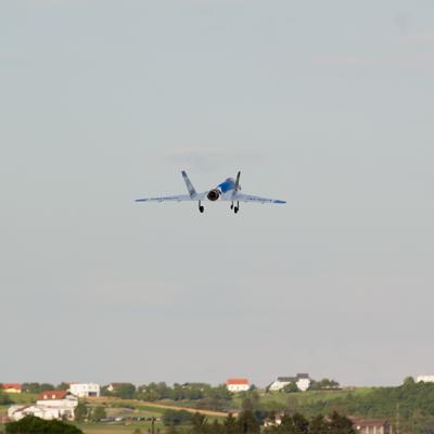 Wild Hornet2