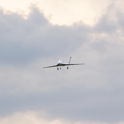 Wild Hornet3