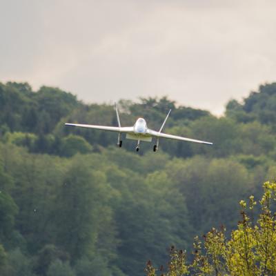 Wild Hornet4