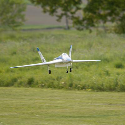 Wild Hornet5